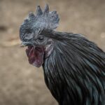 Menyantap Ayam Geprek di Geprek Bensu Tasikmalaya