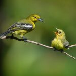 Perbandingan Menu di Geprek Bensu Tasikmalaya dan Cabang Lainnya