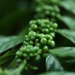 Geprek Bensu Tasikmalaya: Lebih dari Sekadar Ayam Geprek